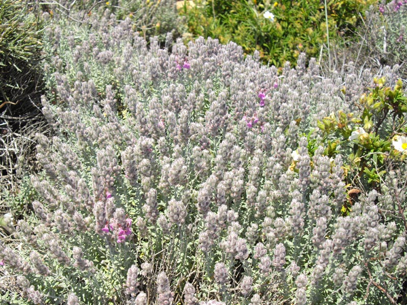 Clinopodium corsicum photo
